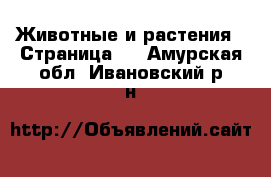  Животные и растения - Страница 8 . Амурская обл.,Ивановский р-н
